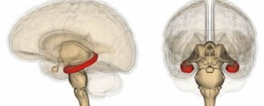 Des ondes cérébrales inconnues détectées dans le cerveau